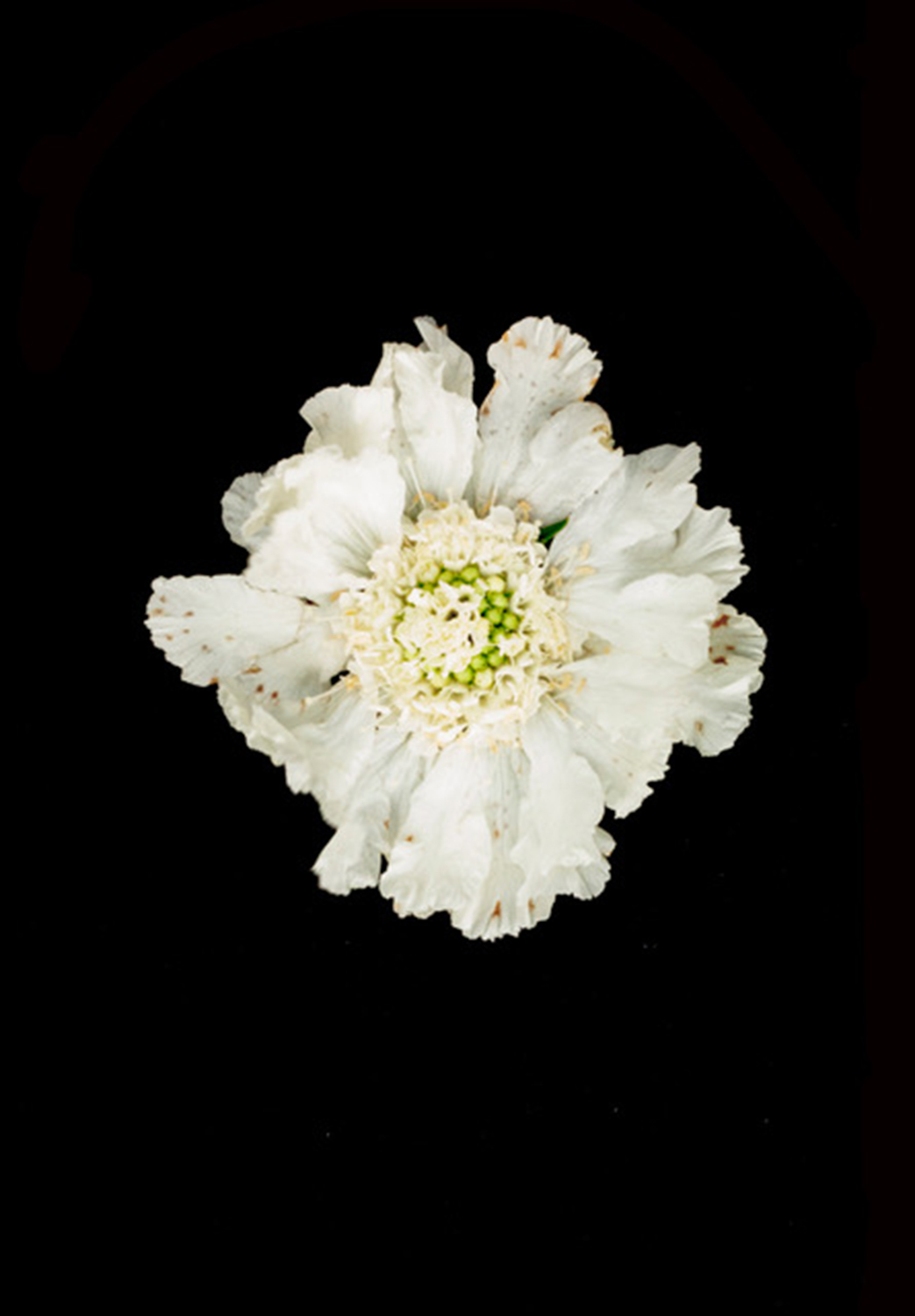 Flower Characters – Morgnlicht